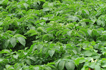 Image showing potato plant background