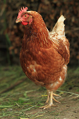 Image showing red hen from small czech farm 