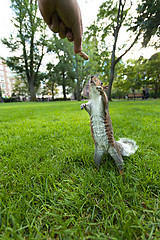 Image showing Feeding Wild Squirrel a Peanut