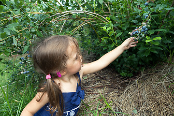 Image showing Little Girl Picking Blueberries