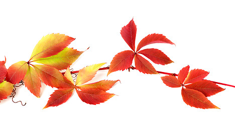 Image showing Red autumn branch of grapes leaves 