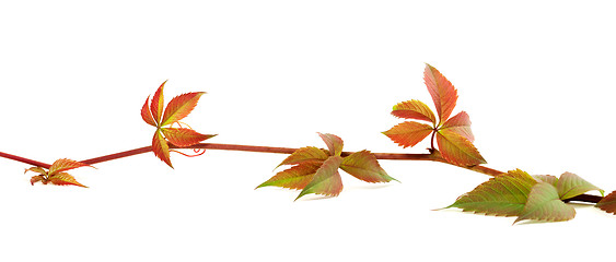 Image showing Multicolor autumn twig of grapes leaves on white background