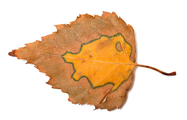 Image showing Multicolor autumn birch leaf