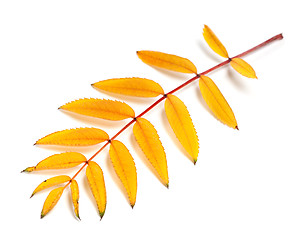 Image showing Yellow autumn rowan leaves