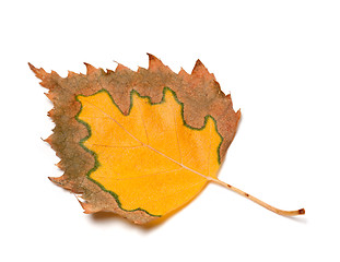 Image showing Multicolor autumn leaf of birch on white background