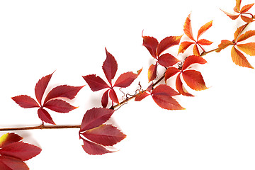 Image showing Branch of autumn multicolor grapes leaves