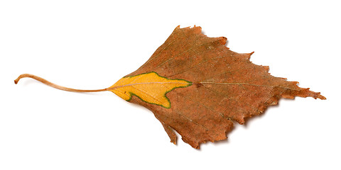 Image showing Dry autumn leaf of birch