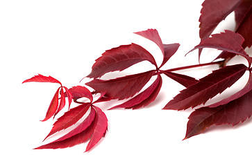 Image showing Branch of dark red autumn grapes leaves (Parthenocissus quinquef