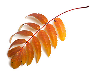 Image showing Autumn rowan leaves