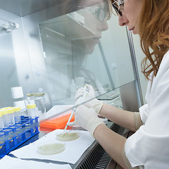 Image showing Life scientist researching in the laboratory.