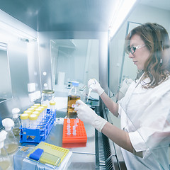 Image showing Life scientist researching in the laboratory.