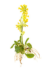 Image showing Cowslips with roots