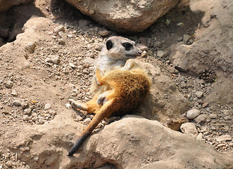 Image showing Suricate (Suricata suricatta)