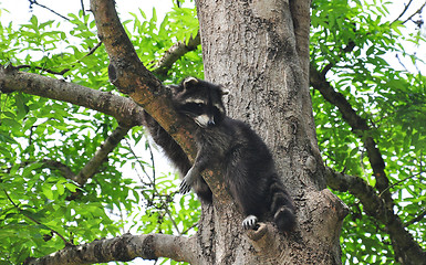 Image showing Raccoon (Procyon lotor)