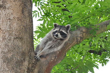 Image showing Raccoon (Procyon lotor)