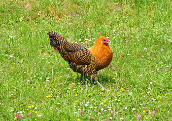 Image showing Totleger chicken