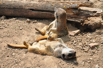 Image showing Suricate (Suricata suricatta)