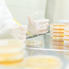 Image showing Life science researcher grafting bacteria.