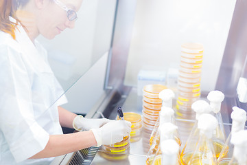 Image showing Life science researcher grafting bacteria.