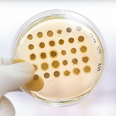 Image showing Fungi grown on agar plate.