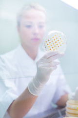 Image showing Scientist observing petri dish.