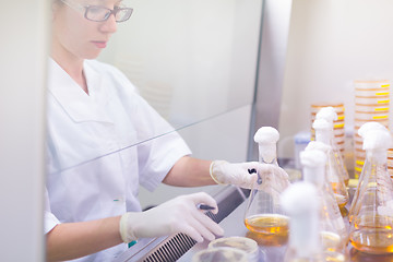 Image showing Life science researcher grafting bacteria.