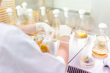 Image showing Life science researcher grafting bacteria.