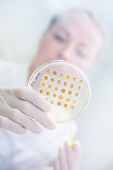 Image showing Scientist observing petri dish.