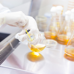 Image showing Life science researcher grafting bacteria.