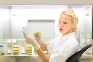 Image showing Scientist observing petri dish.