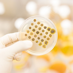 Image showing Fungi grown on agar plate.