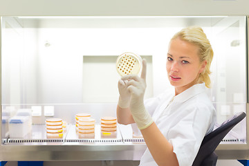 Image showing Scientist observing petri dish.