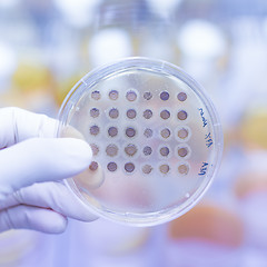 Image showing Fungi grown on agar plate.