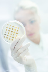 Image showing Scientist observing petri dish.