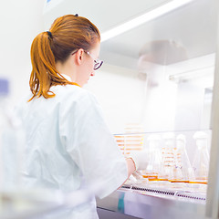 Image showing Life science researcher grafting bacteria.