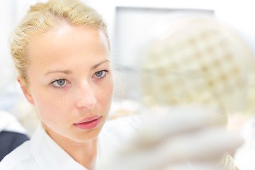 Image showing Scientist observing petri dish.