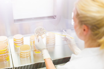 Image showing Scientist observing petri dish.