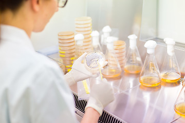 Image showing Life science researcher grafting bacteria.