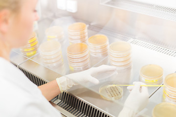 Image showing Life science researcher grafting bacteria.