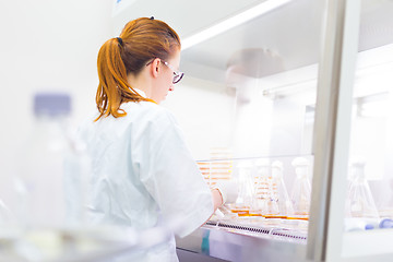 Image showing Life science researcher grafting bacteria.