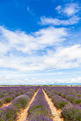 Image showing Lavander field