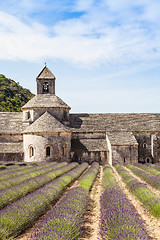 Image showing Lavander field