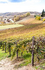 Image showing Italian Vineyard