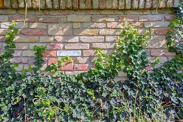 Image showing Leaves of fresh green ivy closeup