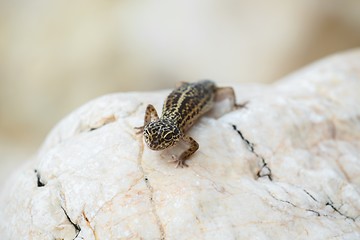 Image showing Gecko lizard on rocks 