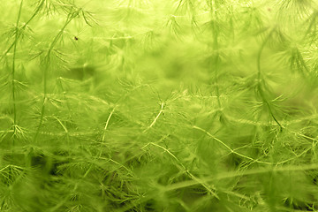 Image showing Green plant closeup photo