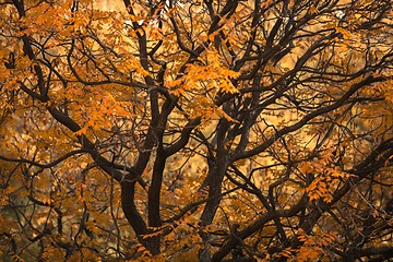 Image showing Abstract hoto of some winter branches