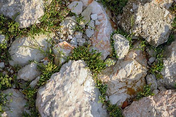 Image showing Green moss on tree trunk