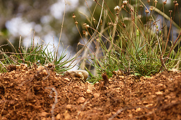 Image showing Green moss on tree trunk