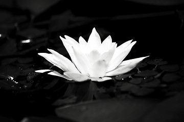 Image showing Water lily in the lake